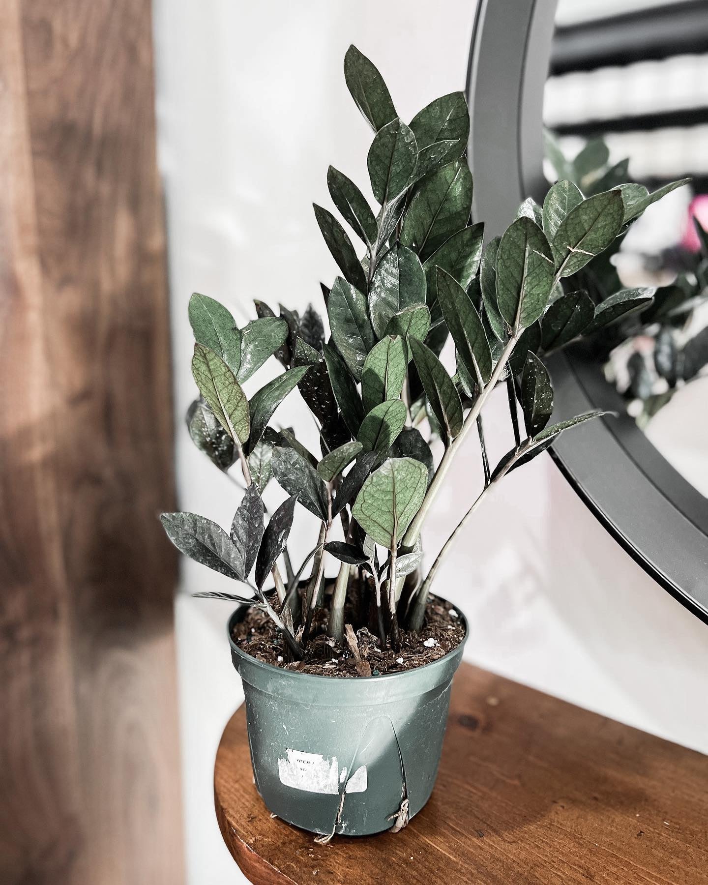 6 Supernova ZZ Plant | Flourish Salon & Medi Spa
